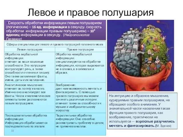 Левое и правое полушария Скорость обработки информации левым полушарием (логическим) –