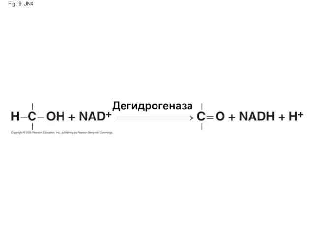 Fig. 9-UN4 Дегидрогеназа