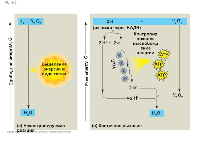 Fig. 9-5 Свободная энергия, G Free energy, G (a) Неконтролируемая реакция