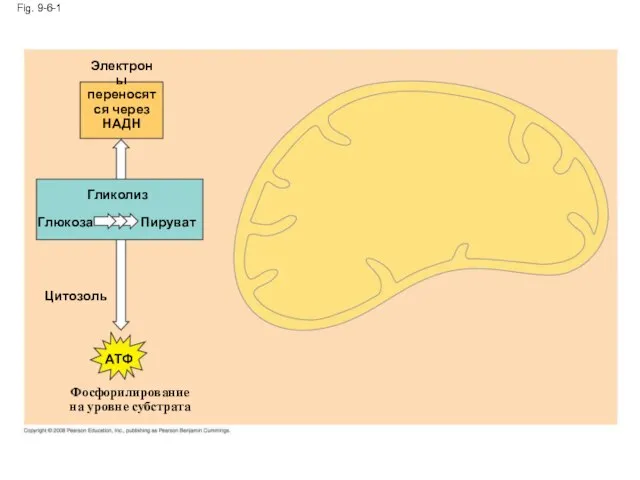 Fig. 9-6-1 Фосфорилирование на уровне субстрата ATФ Цитозоль Глюкоза Пируват Гликолиз Электроны переносятся через НАДН