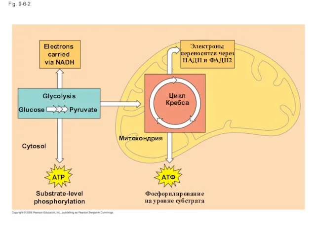 Fig. 9-6-2 Митохондрия Substrate-level phosphorylation ATP Cytosol Glucose Pyruvate Glycolysis Electrons