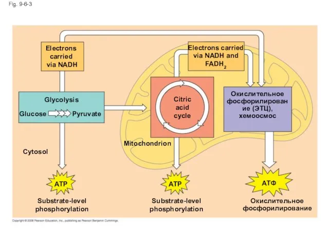 Fig. 9-6-3 Mitochondrion Substrate-level phosphorylation ATP Cytosol Glucose Pyruvate Glycolysis Electrons