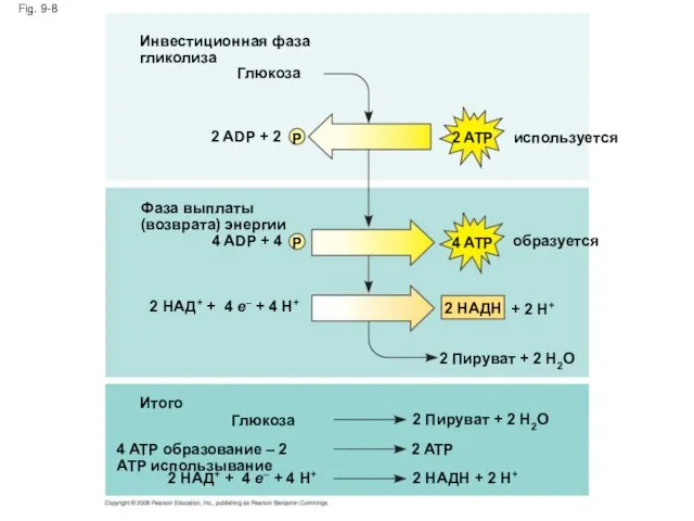 Fig. 9-8 Инвестиционная фаза гликолиза Глюкоза 2 ADP + 2 P