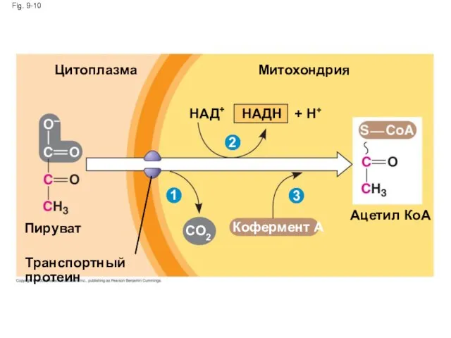 Fig. 9-10 Цитоплазма Митохондрия НАД+ НАДН + H+ 2 1 3