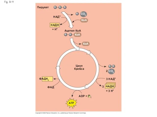 Fig. 9-11 Пируват НАД+ НАДН + H+ Ацетил КоА CO2 КоA