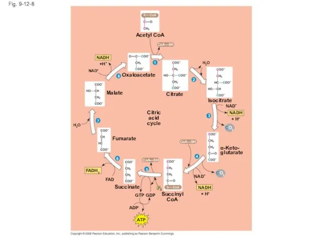 Fig. 9-12-8 Acetyl CoA CoA—SH Citrate H2O Isocitrate NAD+ NADH +