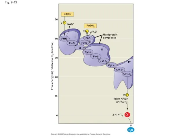 Fig. 9-13 NADH NAD+ 2 FADH2 2 FAD Multiprotein complexes FAD