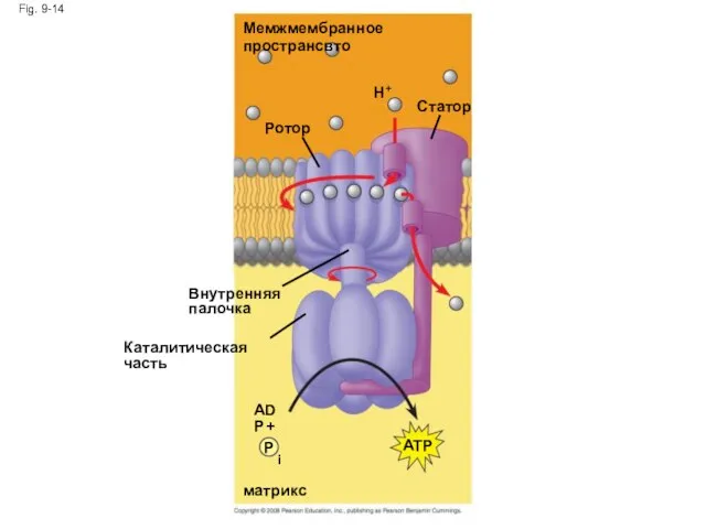 Fig. 9-14 Мемжмембранное пространсвто Ротор H+ Статор Внутренняя палочка Каталитическая часть