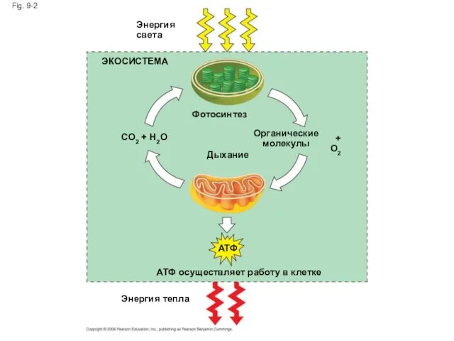 Fig. 9-2 Энергия света ЭКОСИСТЕМА Фотосинтез CO2 + H2O Дыхание Органические