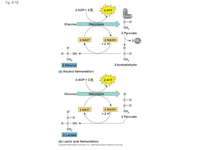 Fig. 9-18 2 ADP + 2 Pi 2 ATP Glucose Glycolysis