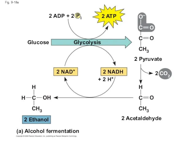 Fig. 9-18a 2 ADP + 2 P i 2 ATP Glucose