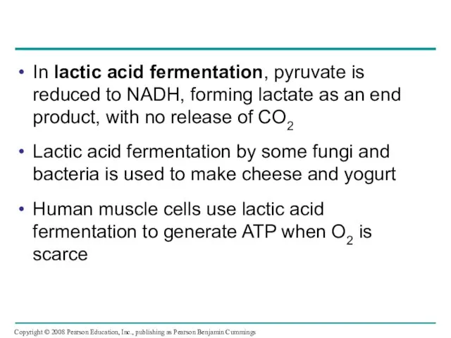 In lactic acid fermentation, pyruvate is reduced to NADH, forming lactate