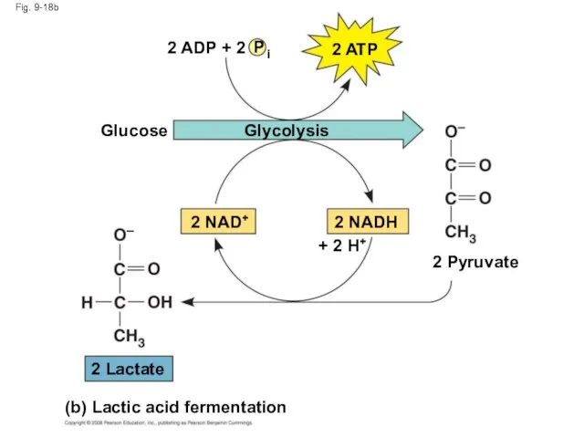 Fig. 9-18b Glucose 2 ADP + 2 P i 2 ATP