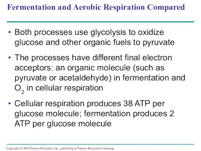 Fermentation and Aerobic Respiration Compared Both processes use glycolysis to oxidize