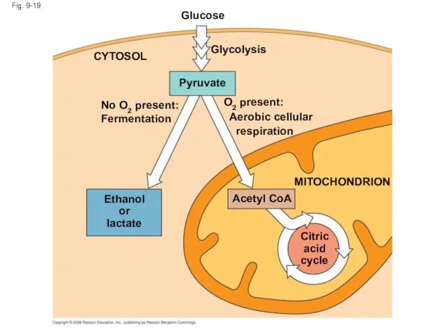 Fig. 9-19 Glucose Glycolysis Pyruvate CYTOSOL No O2 present: Fermentation O2