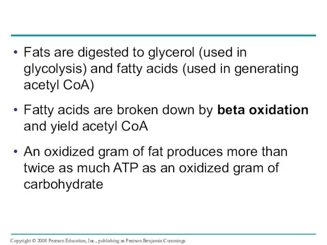Fats are digested to glycerol (used in glycolysis) and fatty acids