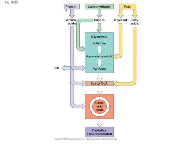 Fig. 9-20 Proteins Carbohydrates Amino acids Sugars Fats Glycerol Fatty acids