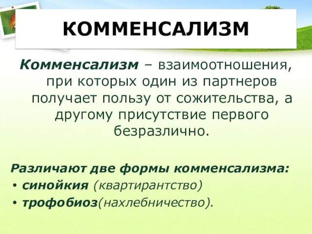 КОММЕНСАЛИЗМ Комменсализм – взаимоотношения, при которых один из партнеров получает пользу