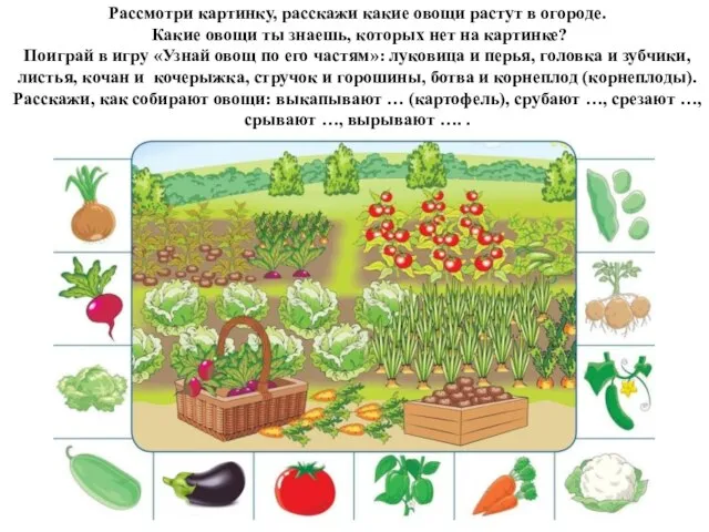 Рассмотри картинку, расскажи какие овощи растут в огороде. Какие овощи ты