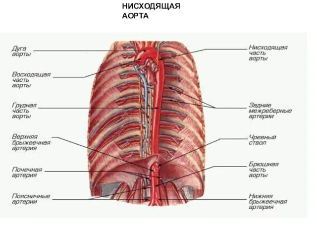 НИСХОДЯЩАЯ АОРТА