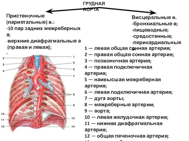1 — левая общая сонная артерия; 2 — правая общая сонная