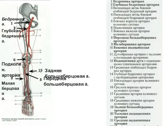 Бедренная а. 1 2 Глубокая бедренная а. 8 Передняя большеберцовая а.