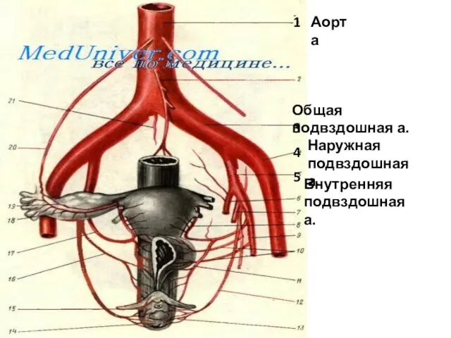 Аорта Общая подвздошная а. 1 3 4 Наружная подвздошная а. 5 Внутренняя подвздошная а.