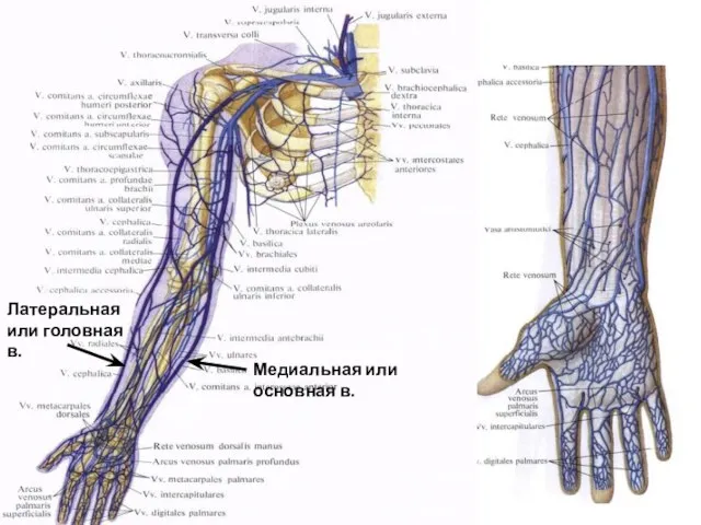 Медиальная или основная в. Латеральная или головная в.