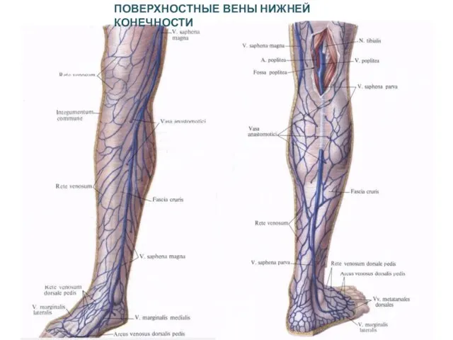 ПОВЕРХНОСТНЫЕ ВЕНЫ НИЖНЕЙ КОНЕЧНОСТИ