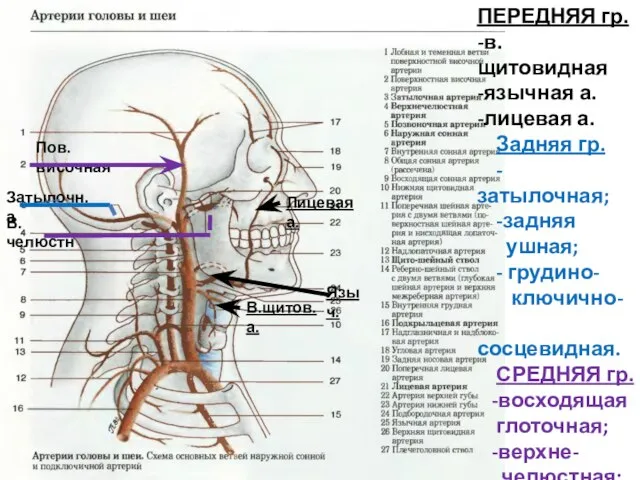 В. челюстн Затылочн. а Лицевая а. В.щитов.а. Языч. ПЕРЕДНЯЯ гр. -в.