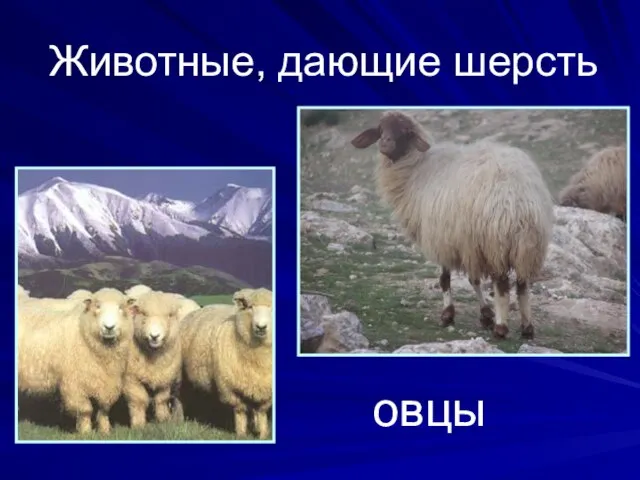 Животные, дающие шерсть овцы