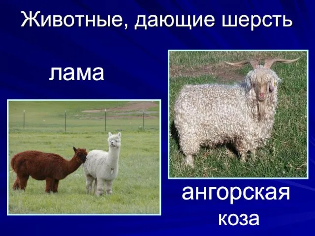 ангорская коза лама