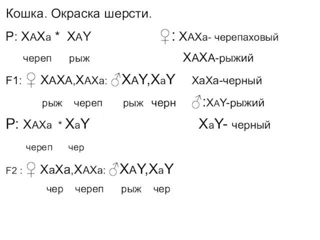 Кошка. Окраска шерсти. Р: ХАХа * ХАY ♀: ХАХа- черепаховый череп