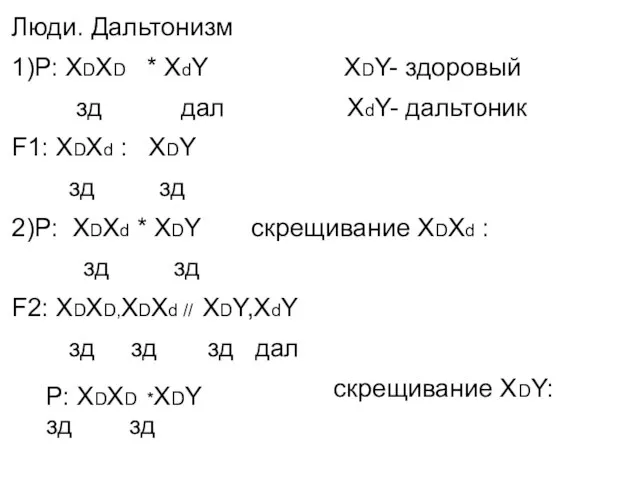 Люди. Дальтонизм 1)Р: XDXD * XdY XDY- здоровый зд дал XdY-