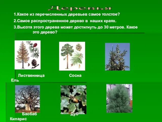 Лиственница Сосна Ель Баобаб Дуб Кипарис 1.Какое из перечисленных деревьев самое