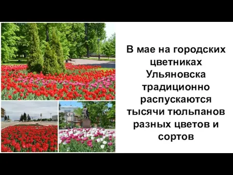 В мае на городских цветниках Ульяновска традиционно распускаются тысячи тюльпанов разных цветов и сортов