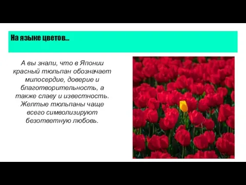 На языке цветов… А вы знали, что в Японии красный тюльпан