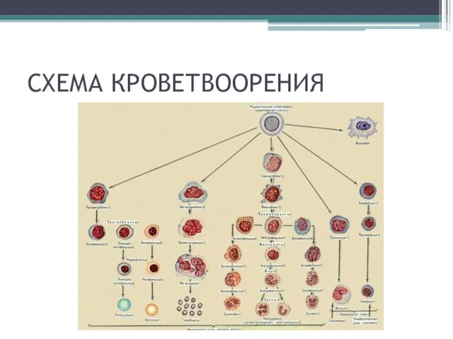 СХЕМА КРОВЕТВООРЕНИЯ