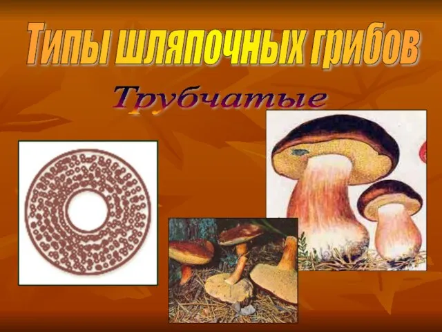 Типы шляпочных грибов Трубчатые