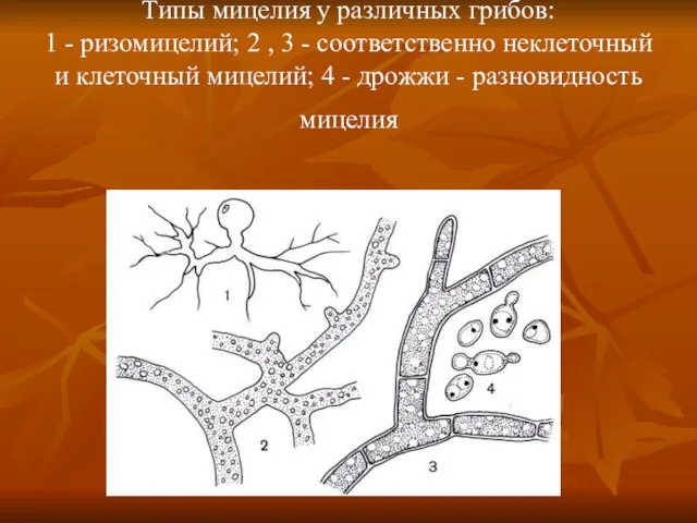 Типы мицелия у различных грибов: 1 - ризомицелий; 2 , 3