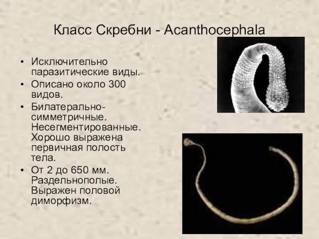 Класс Скребни - Acanthocephala Исключительно паразитические виды. Описано около 300 видов.