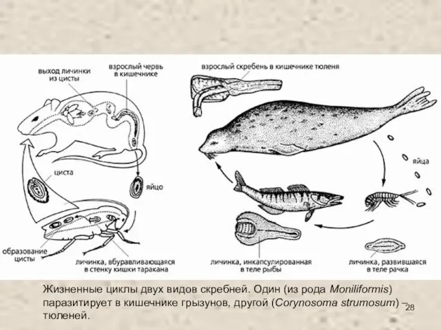 Жизненные циклы двух видов скребней. Один (из рода Moniliformis) паразитирует в