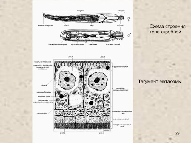 Схема строения тела скребней. Тегумент метасомы