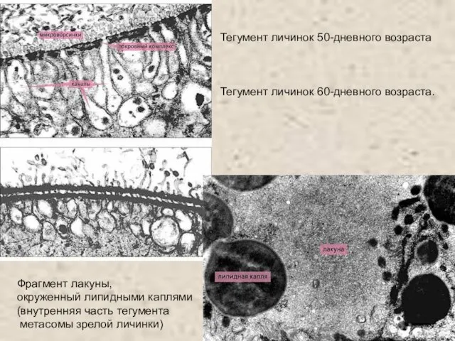 Тегумент личинок 50-дневного возраста Тегумент личинок 60-дневного возраста. Фрагмент лакуны, окруженный