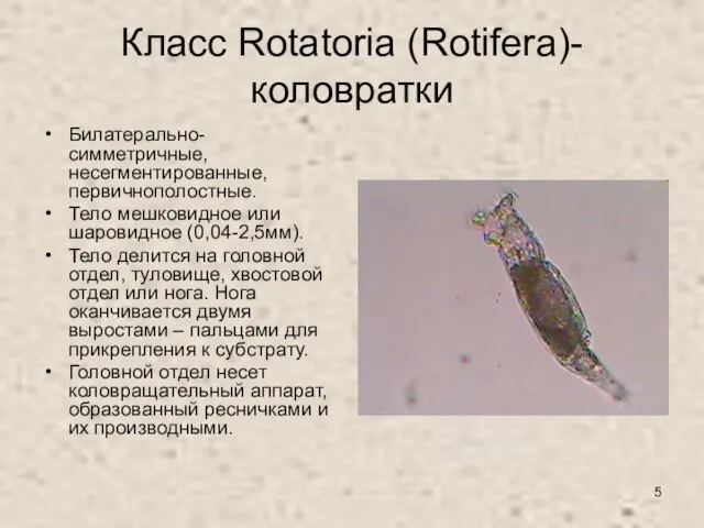 Класс Rotatoria (Rotifera)- коловратки Билатерально-симметричные, несегментированные, первичнополостные. Тело мешковидное или шаровидное