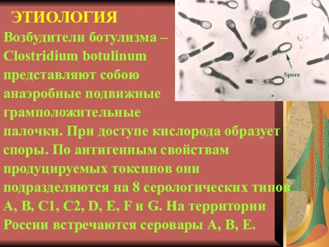 ЭТИОЛОГИЯ Возбудители ботулизма – Clostridium botulinum представляют собою анаэробные подвижные грамположительные