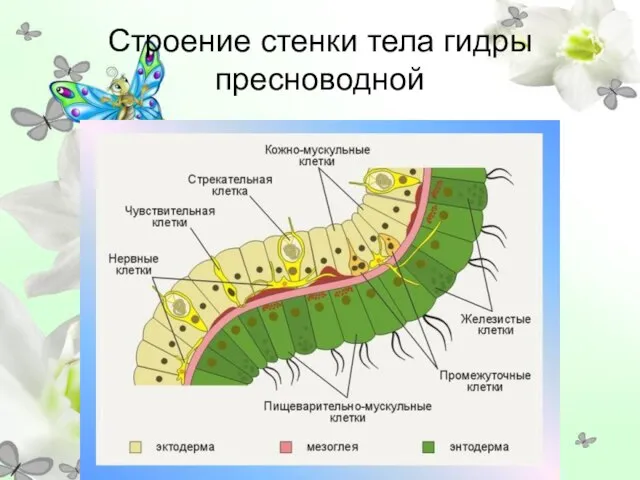 Строение стенки тела гидры пресноводной