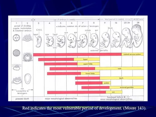 Red indicates the most vulnerable period of development. (Moore 143).