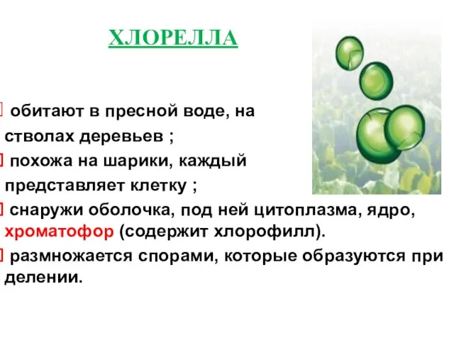 ХЛОРЕЛЛА обитают в пресной воде, на стволах деревьев ; похожа на