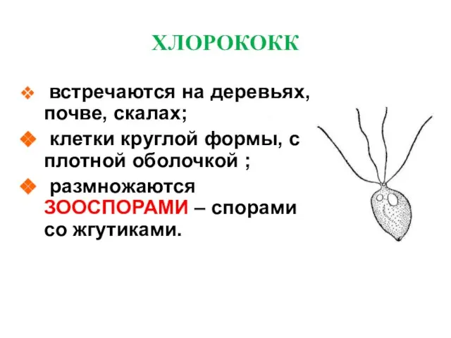 ХЛОРОКОКК встречаются на деревьях, почве, скалах; клетки круглой формы, с плотной